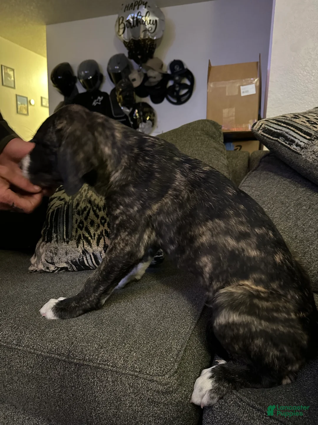Mixed Breed dogs for sale: Jackal  - Ad 2