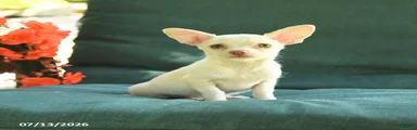 Peanut 