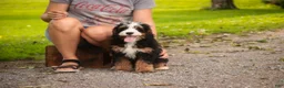 Mini Bernedoodle dogs for sale: Mooney Mini Bernedoodle  - Ad 10