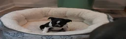 Boston Terrier dogs for sale: Perfect - Ad 9