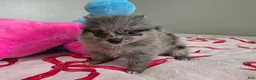 Pomeranian dogs for sale: Peaches  - Ad 6