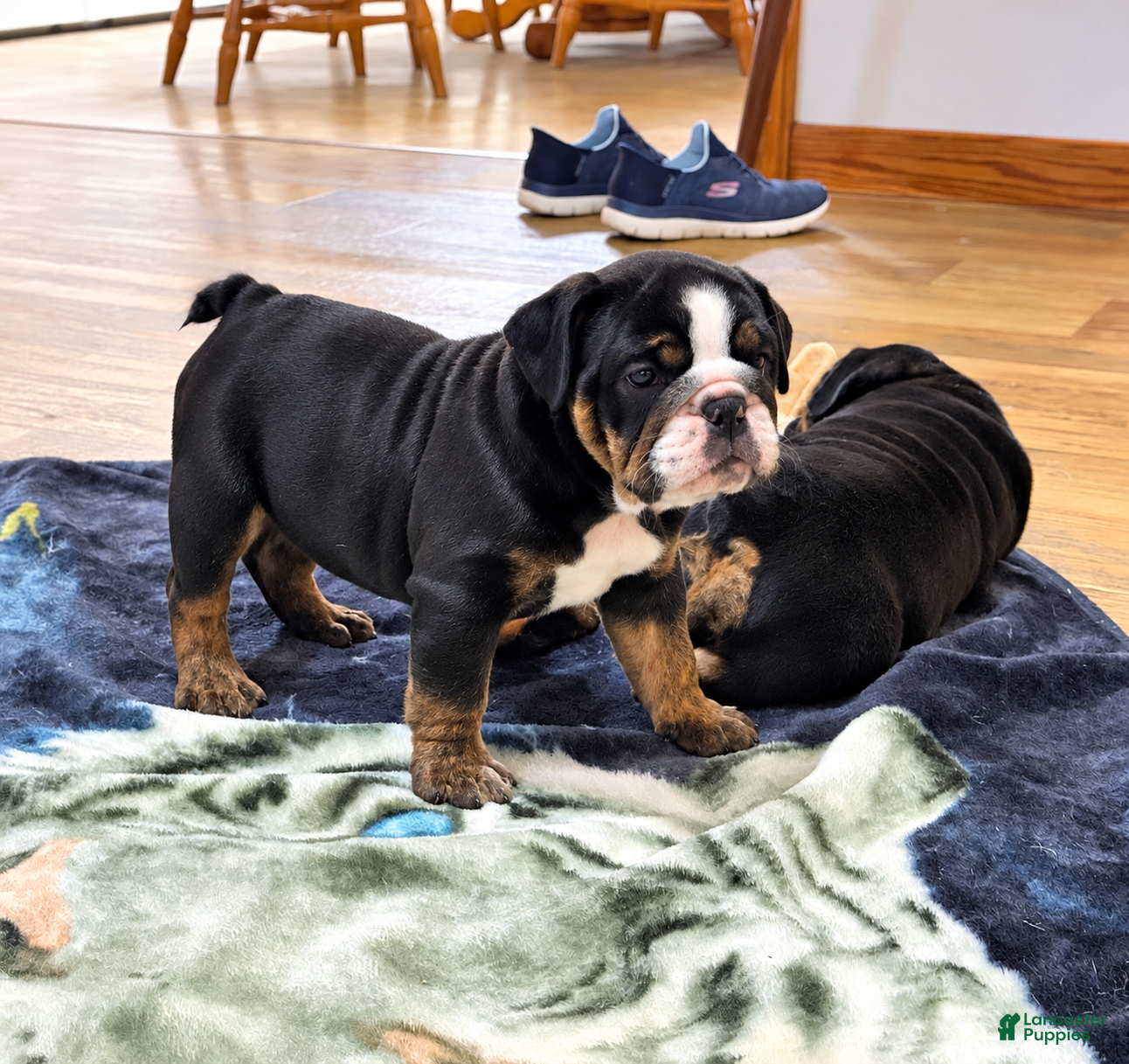 English Bulldog dogs for sale: Lady - Ad 2