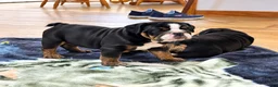 English Bulldog dogs for sale: Lady - Ad 2