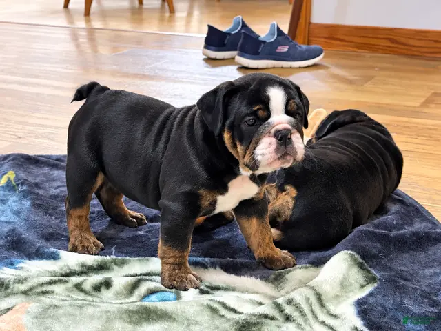 English Bulldog dogs for sale: Lady - Ad 2