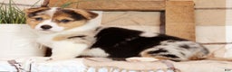 Welsh Corgi Pembroke dogs for sale: Chloe - Ad 4
