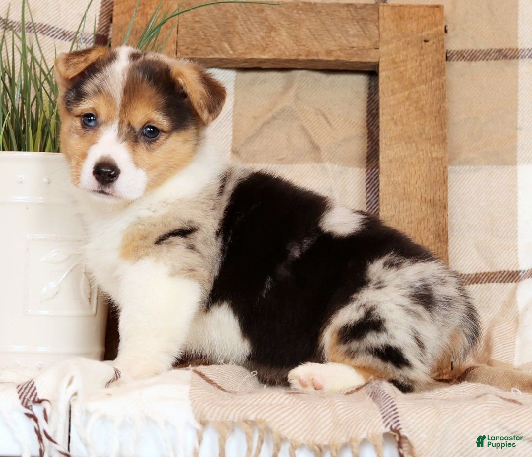 Welsh Corgi Pembroke dogs for sale: Chloe - Ad 4