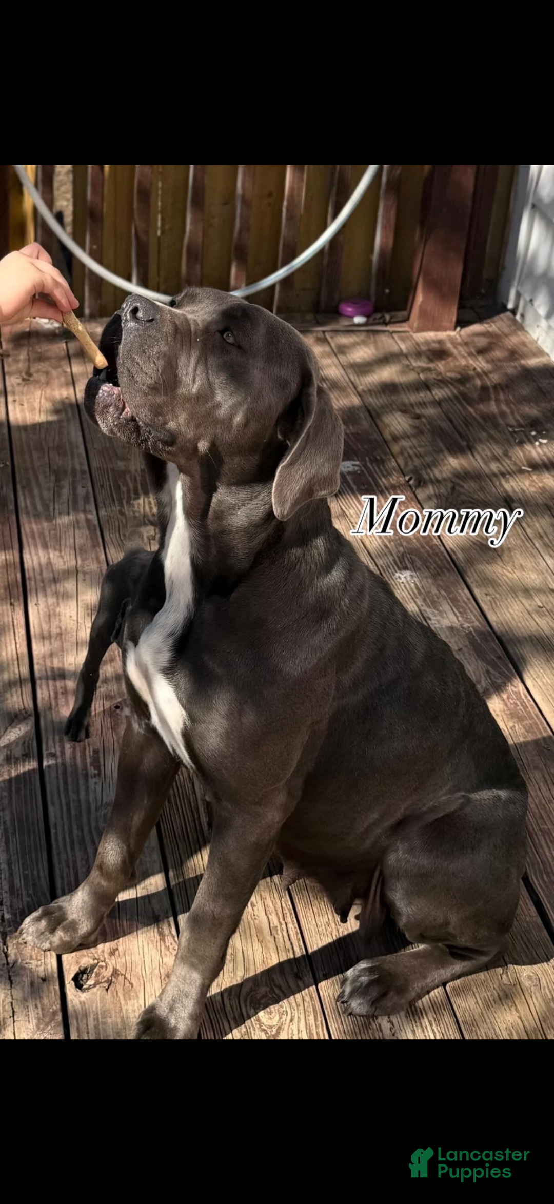 Cane Corso dogs for sale: Cane Corso Puppy 5 - Ad 2