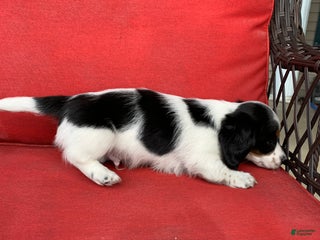 Dachshund dogs - Ad 39