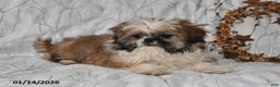 Shih Tzu dogs for sale: Darrin - Ad 4