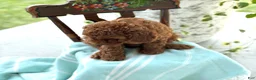 Miniature Poodle dogs for sale: Teddy - Ad 16