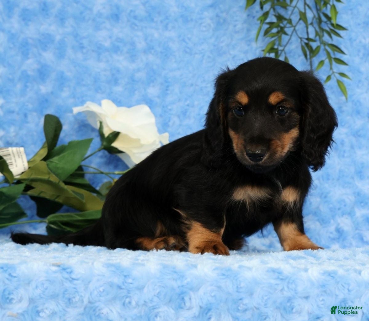 Miniature Dachshund dogs for sale: Samson - Ad 4