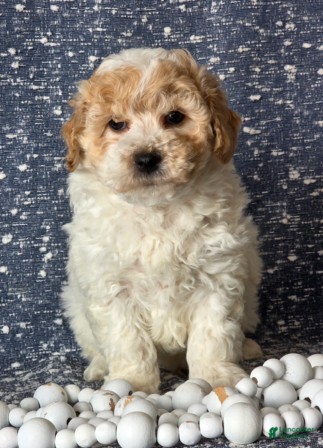 Bichpoo dogs for sale: Barney  - Ad 3