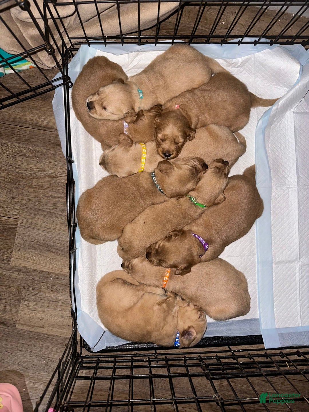 Gallery Image {{count}}