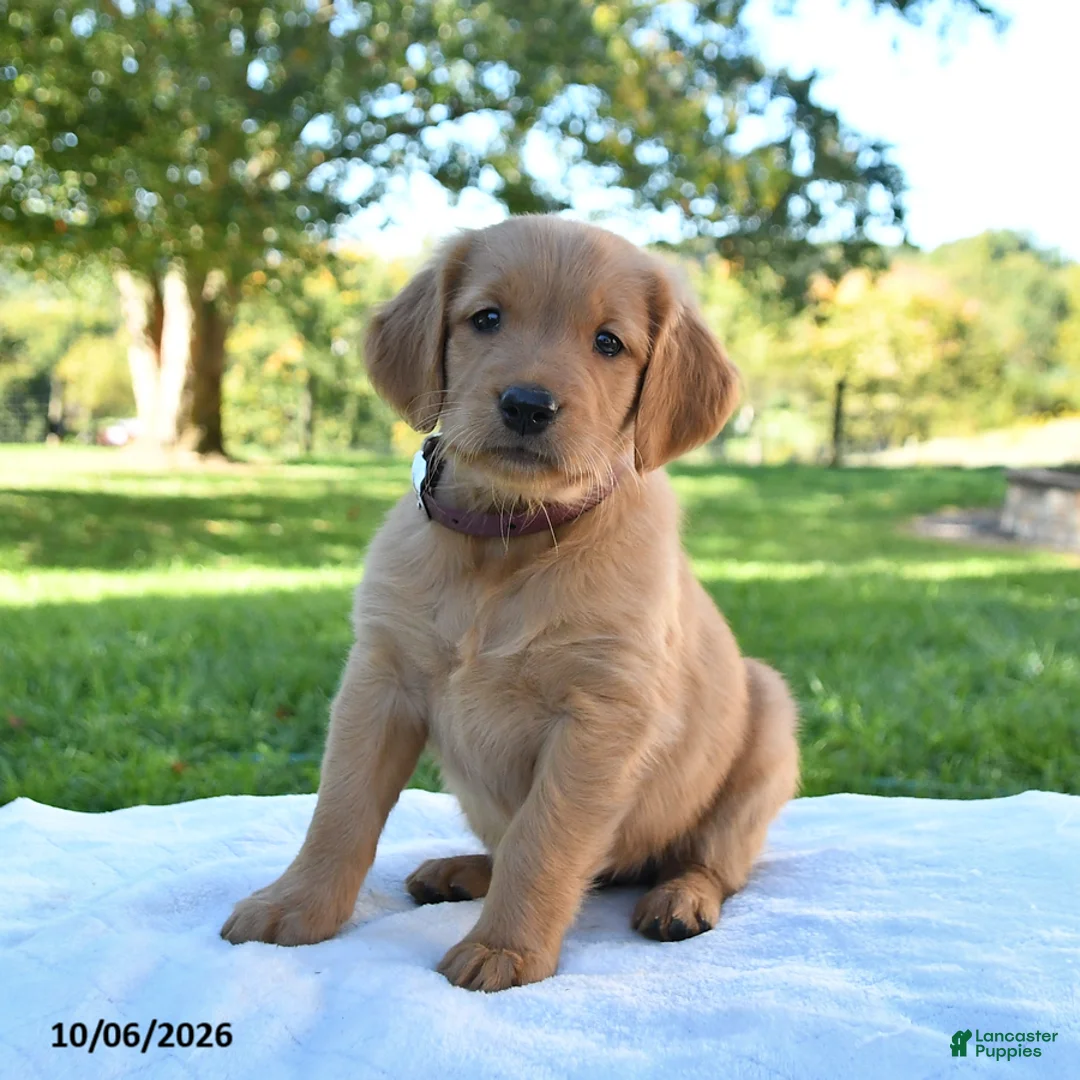Golden Retriever dogs for sale: Amber - Ad 1