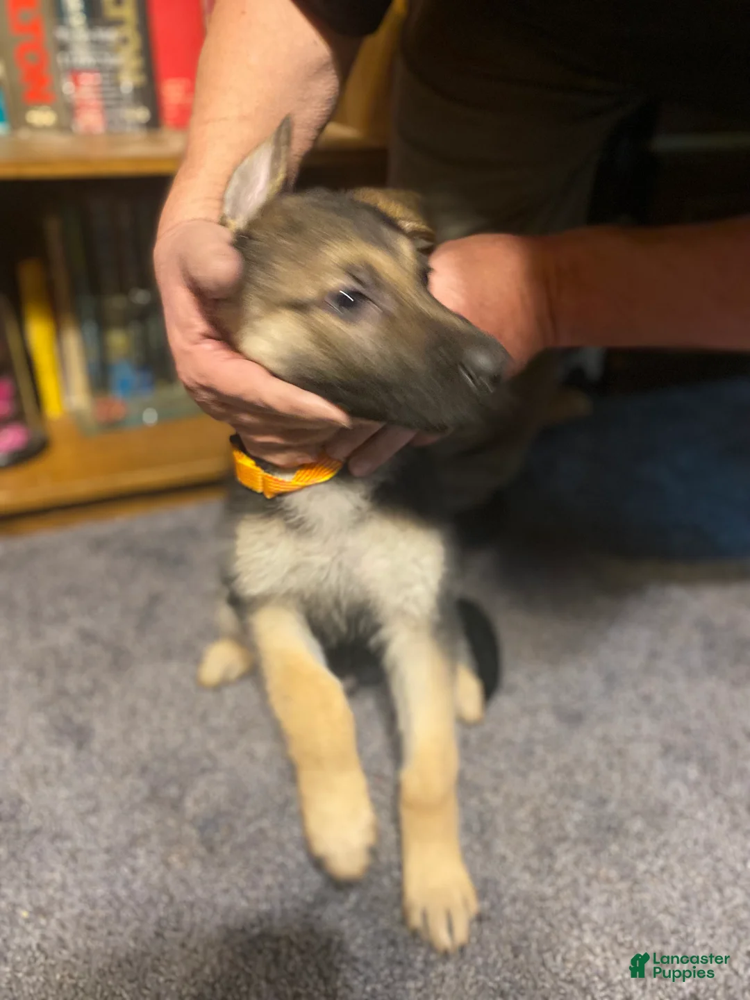German Shepherd dogs for sale: German Shepherd Puppy 4 - Ad 1
