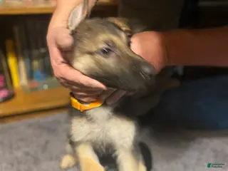 German Shepherd dogs for sale: German Shepherd Puppy 4 - Ad 4