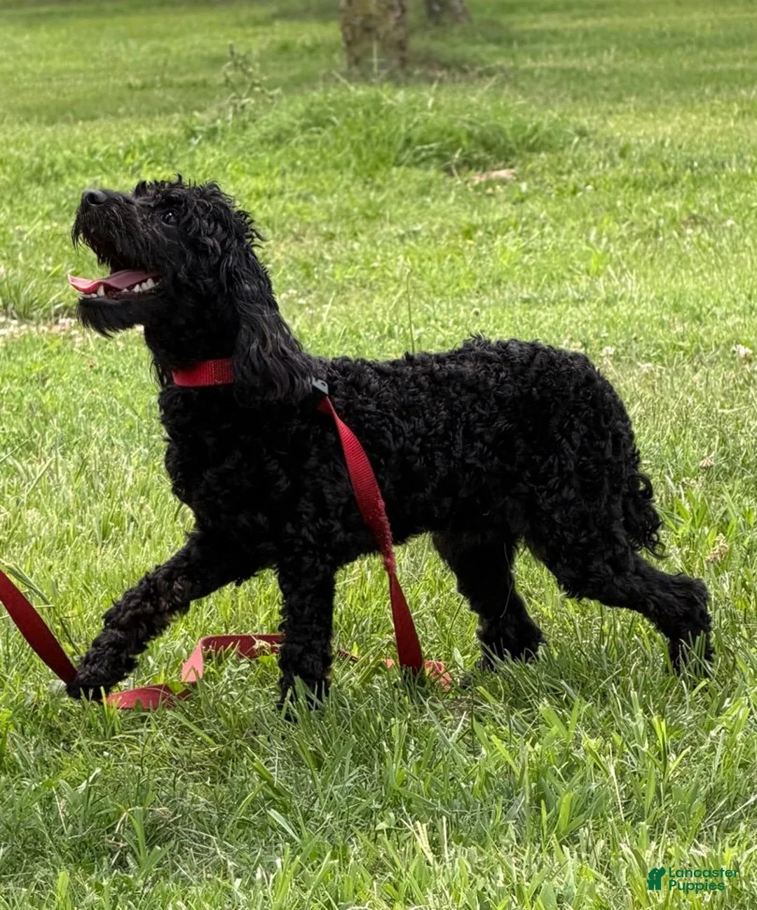 Cockapoo dogs for sale: Rocky - Ad 2