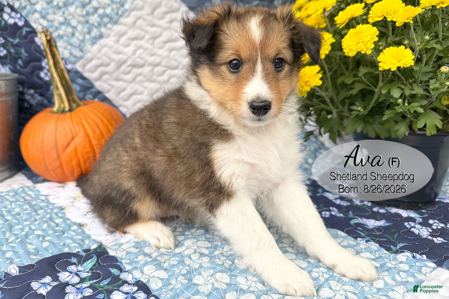 Shetland Sheepdog dogs for sale: Ava - Ad 2