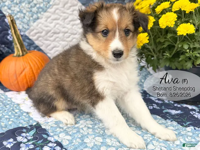 Shetland Sheepdog dogs for sale: Ava - Ad 2