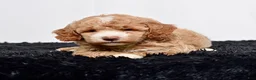 Mini Goldendoodle dogs for sale: Ms. Annabelle - Ad 5