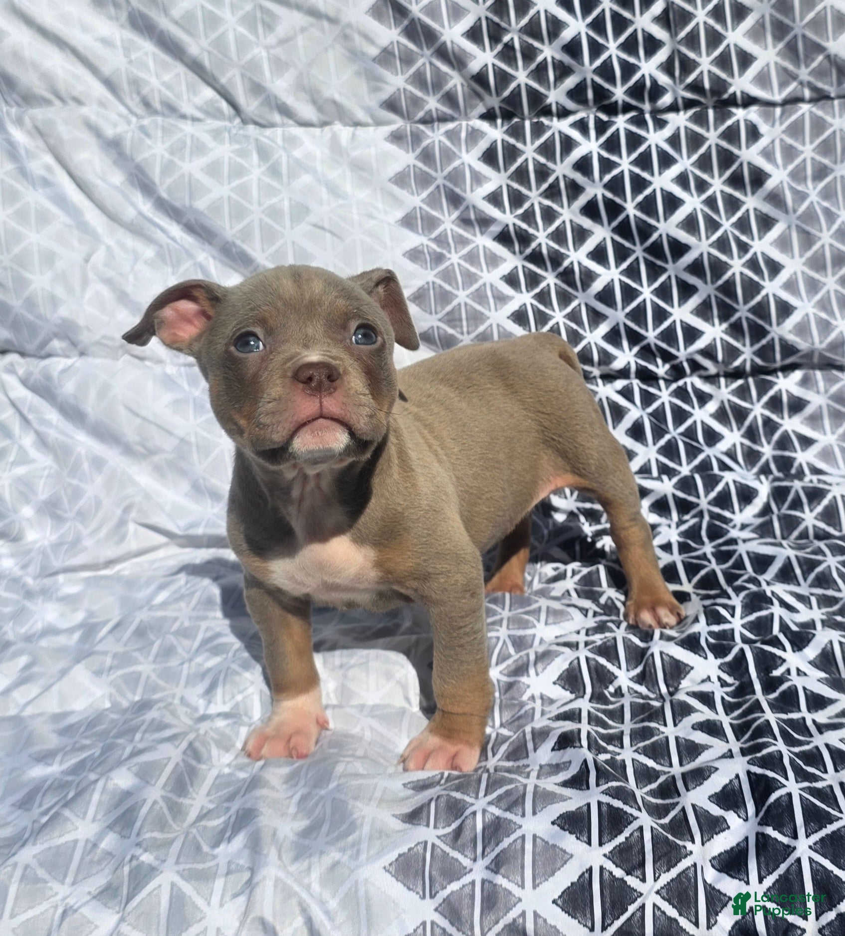 American Bully dogs for sale: Female 2 - Ad 2