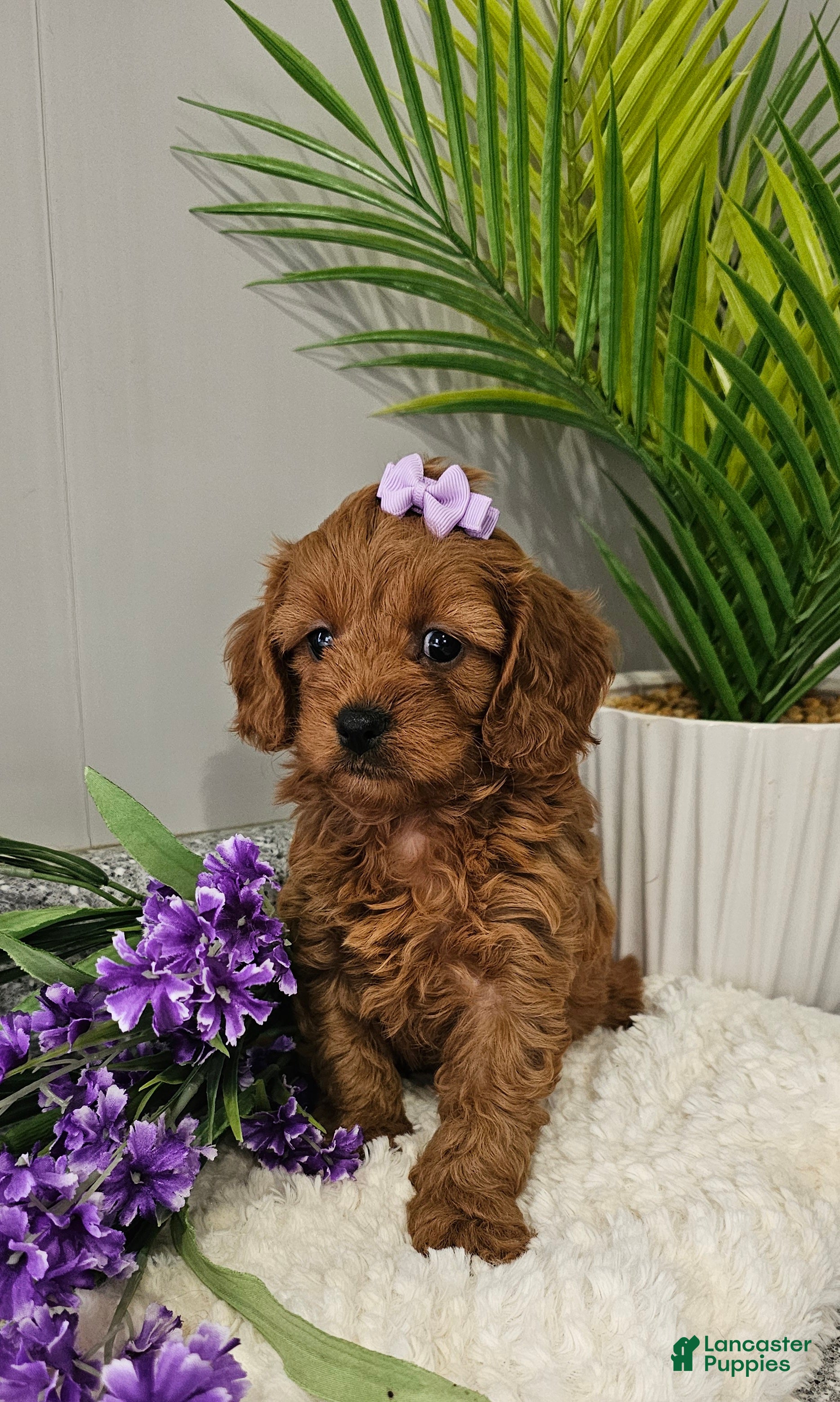 Cavapoo dogs Emma  - Ad 2