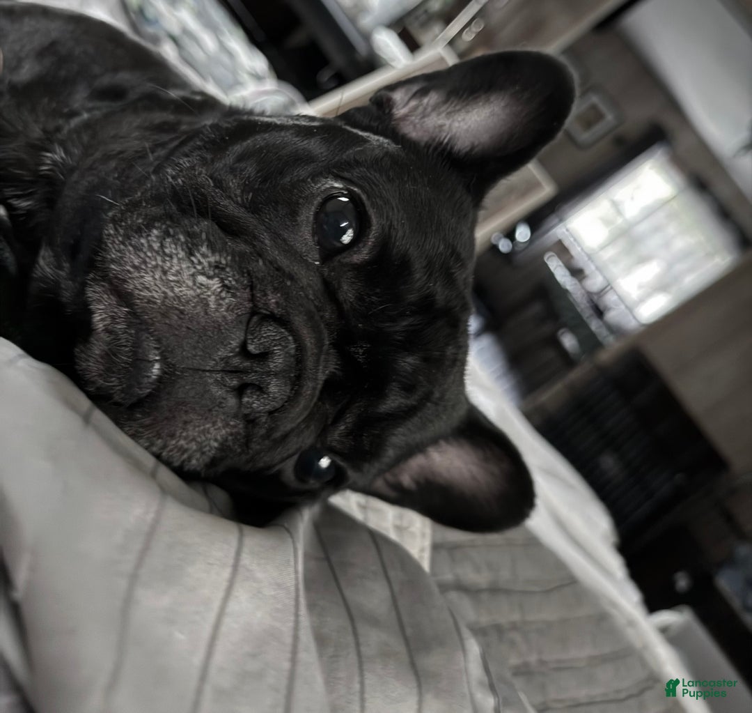 French Bulldog dogs for sale: French Bulldog Brindle - Ad 2