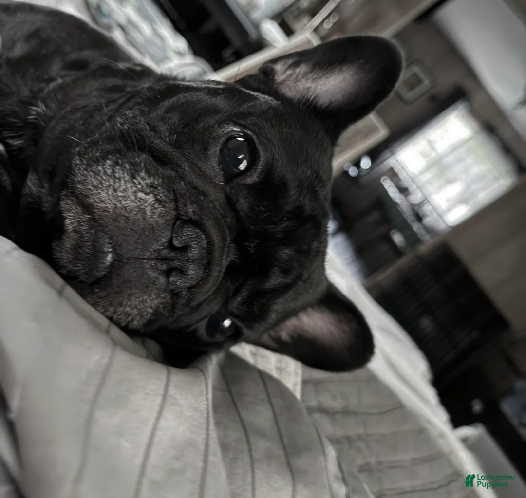 French Bulldog dogs for sale: French Bulldog pied - Ad 2