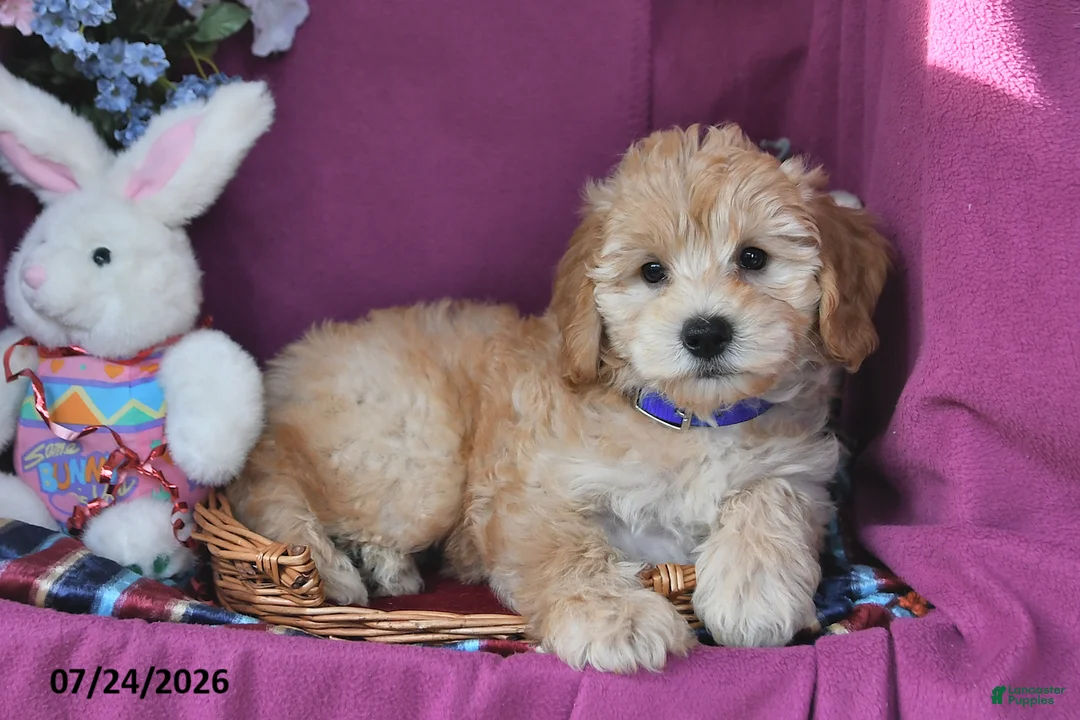 Mini Goldendoodle dogs for sale: Connie - Ad 2