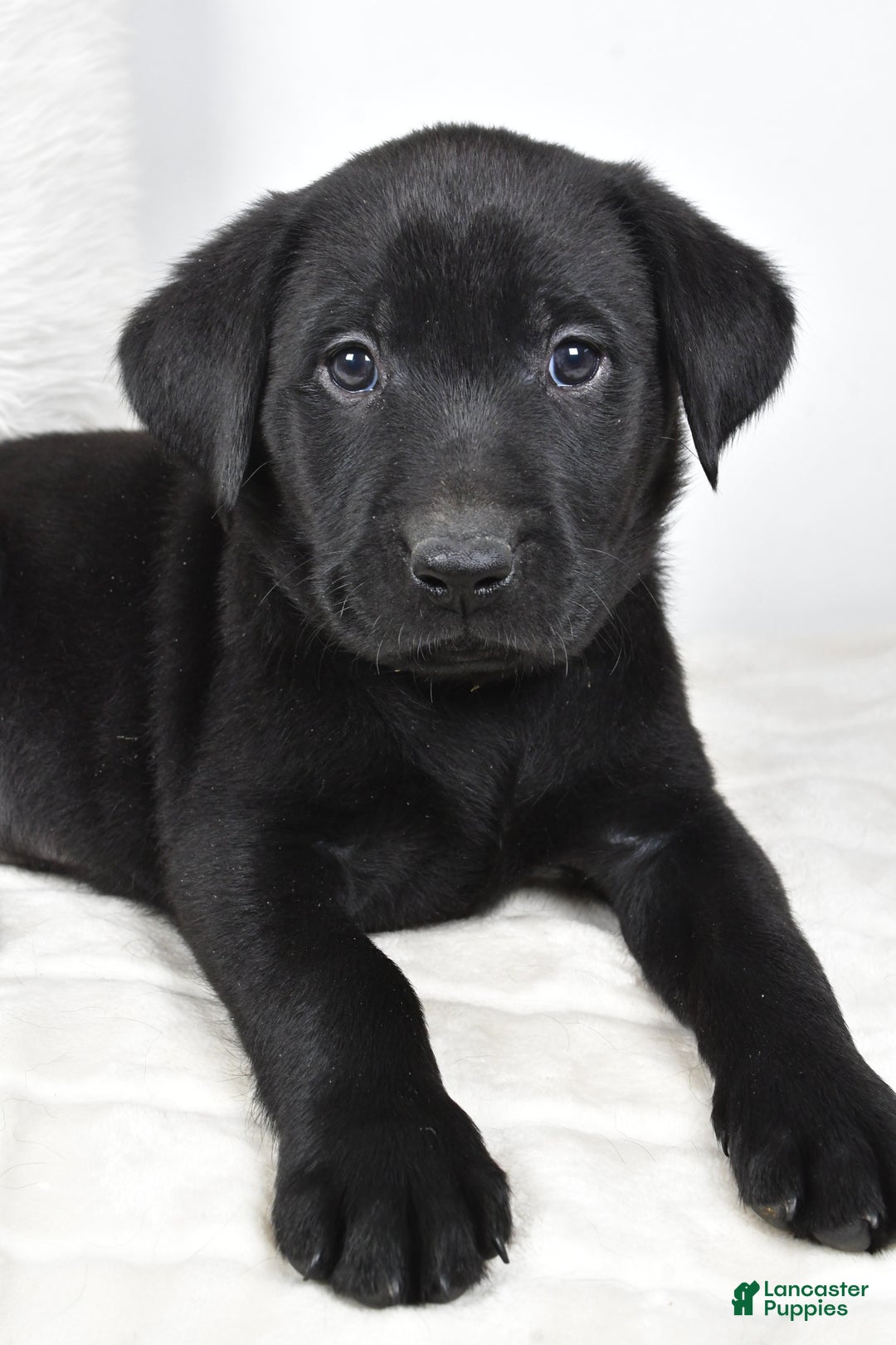 Labrador Retriever dogs for sale: Zoey - Ad 10