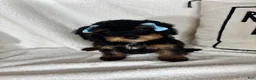 Bernedoodle dogs for sale: Mira - Ad 2