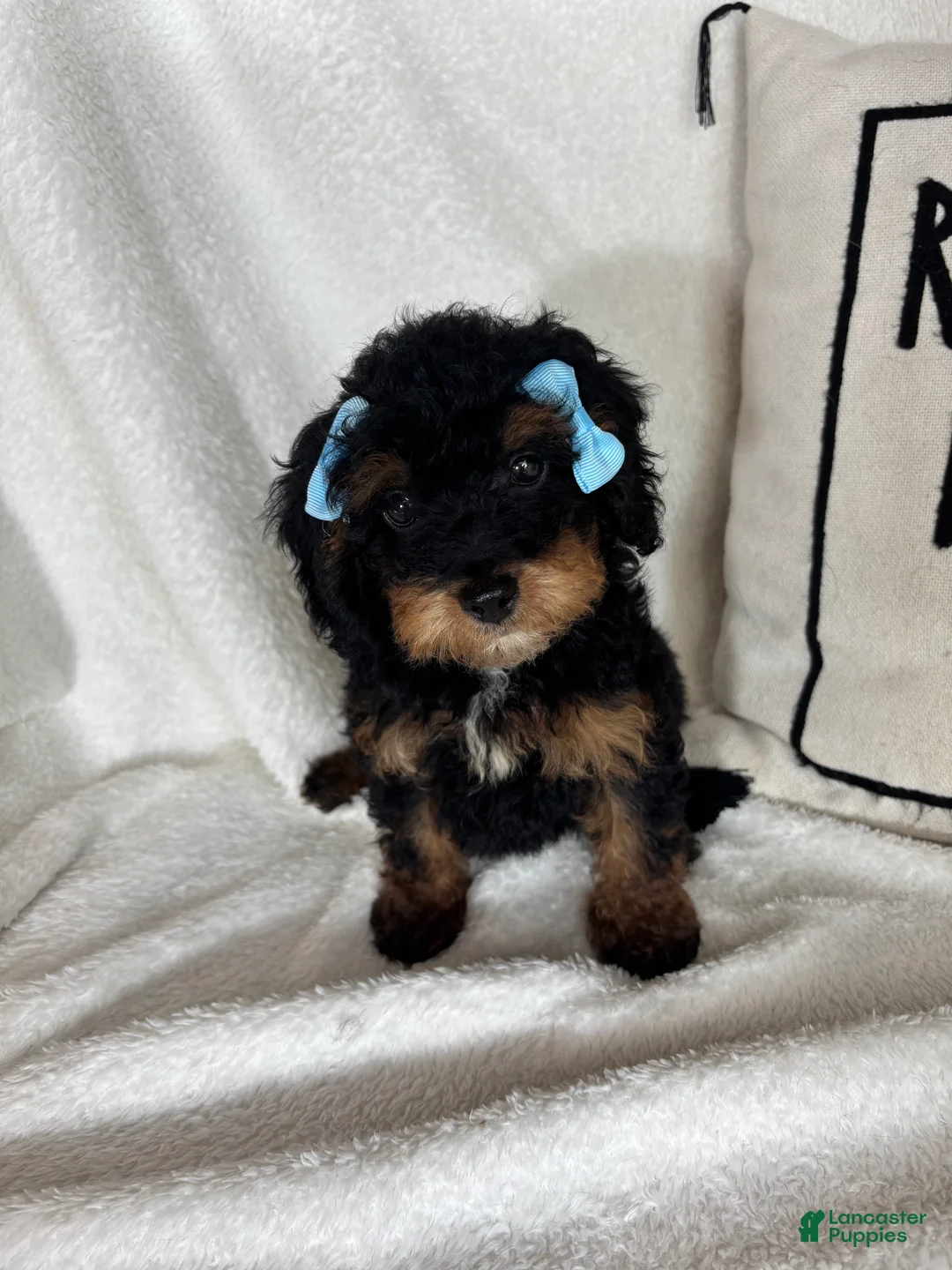 Bernedoodle dogs for sale: Mira - Ad 2