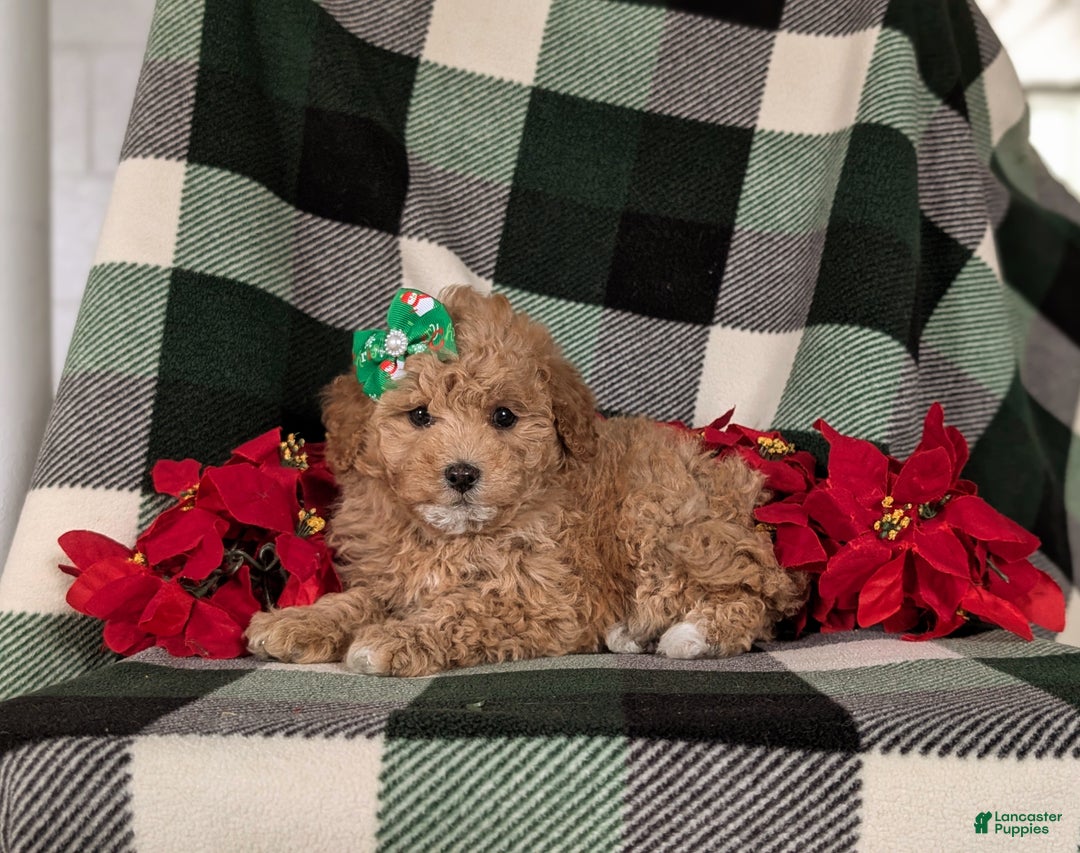 Havapoo dogs for sale: Camdyn Ready for Christmas! - Ad 5
