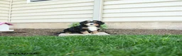 Bernedoodle dogs for sale: Bentley - Ad 4