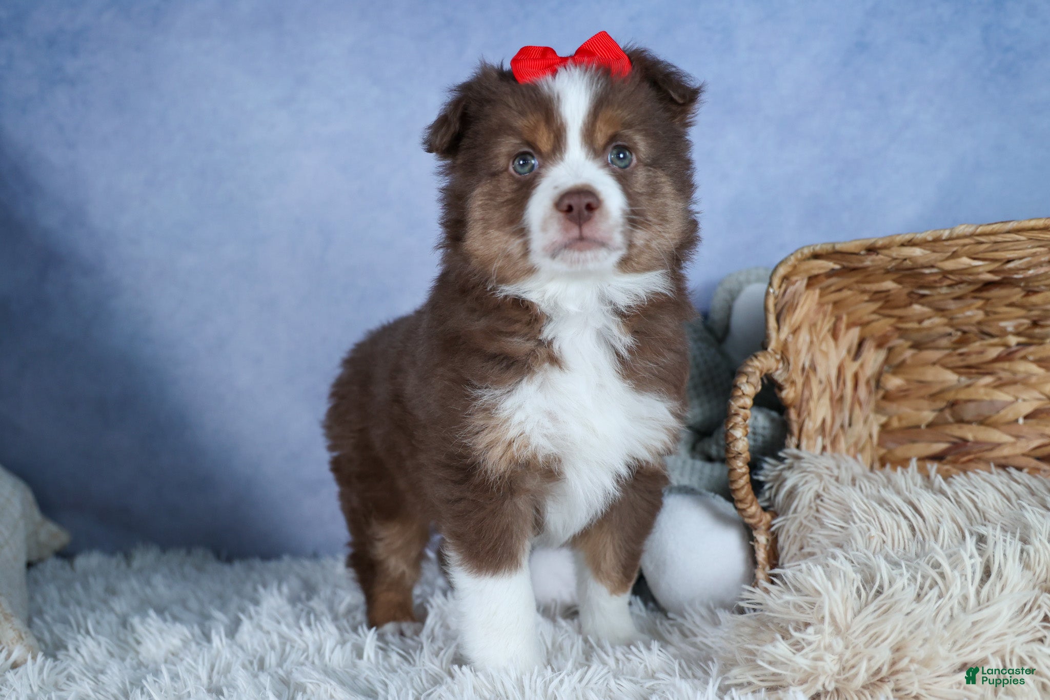 Miniature Australian Shepherd dogs ELVIS - Ad 1