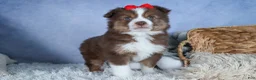 Miniature Australian Shepherd dogs for sale: ELVIS - Ad 1