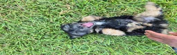 Malshi dogs for sale: Coco - Ad 3