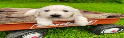 Golden Retriever dogs for sale: Macey - Ad 4