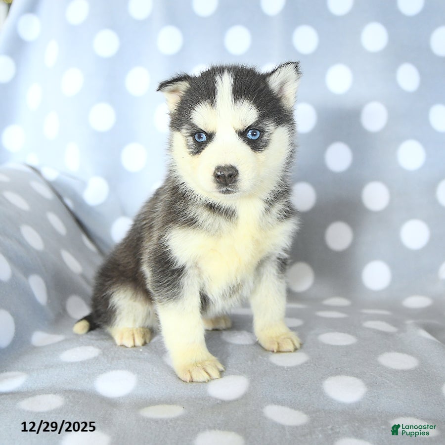 Siberian Husky dogs Rosie - Ad 4