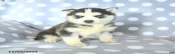 Siberian Husky dogs for sale: Rosie - Ad 1