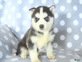 Siberian Husky dogs Rosie - Ad 16