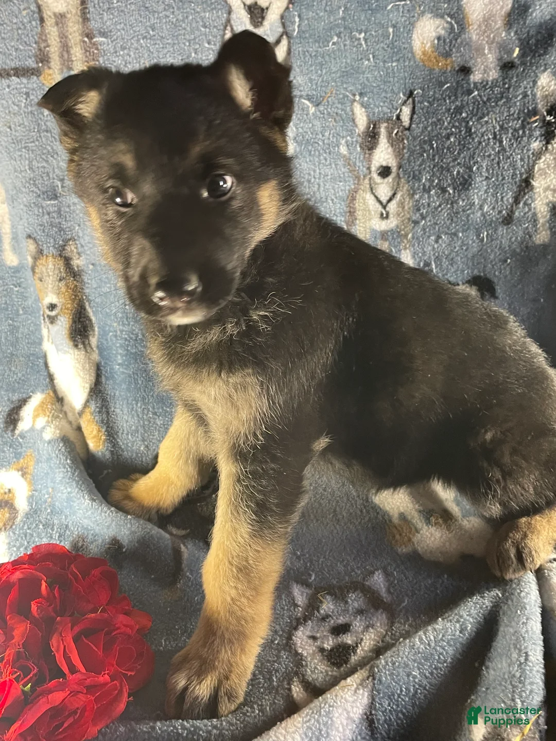 German Shepherd dogs for sale: Willow - Ad 2