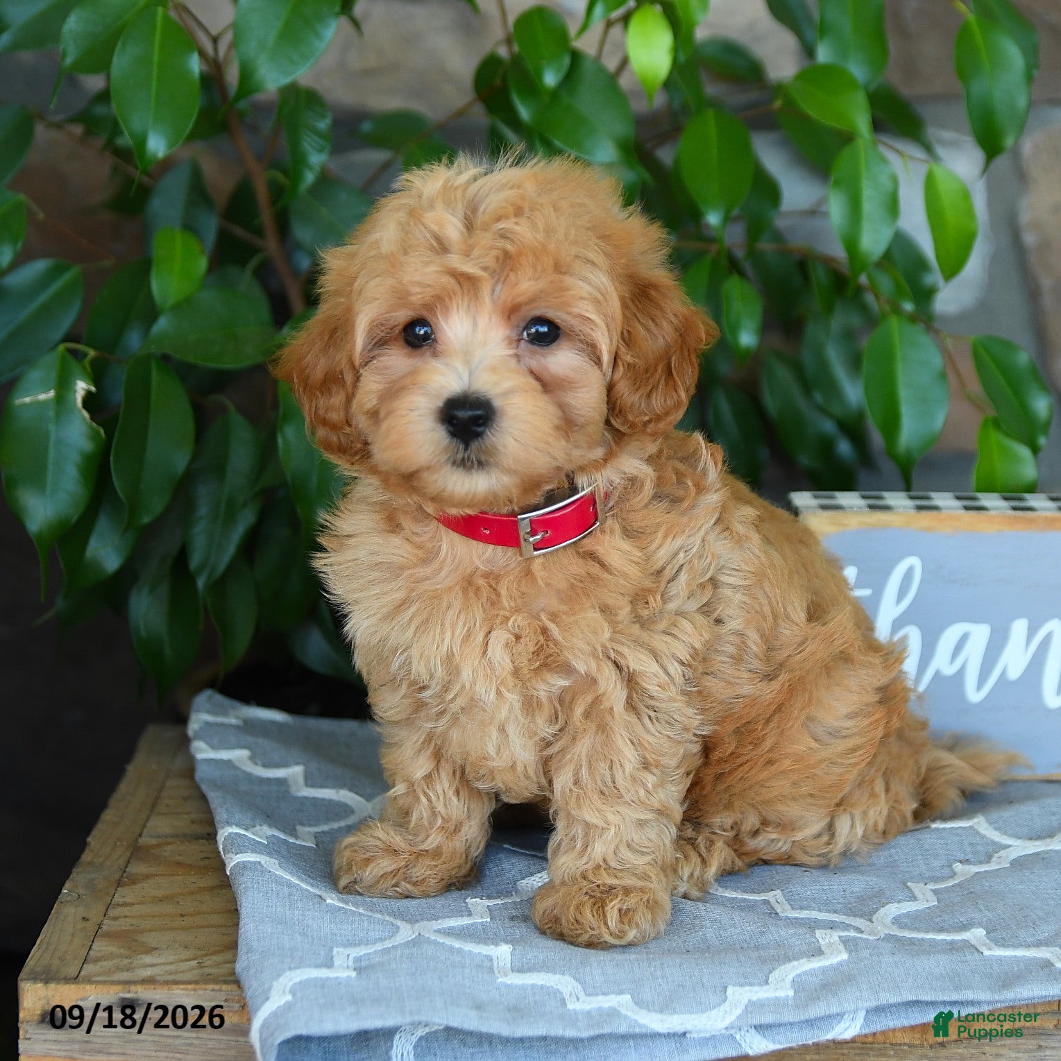 Maltipoo dogs Julian - Ad 1