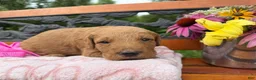Labradoodle dogs for sale: Marcia (Girl) - Ad 1