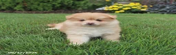 Pomsky dogs for sale: Sully - Ad 4