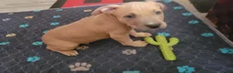 American Pit Bull Terrier dogs for sale: Pretty Boy  - Ad 4