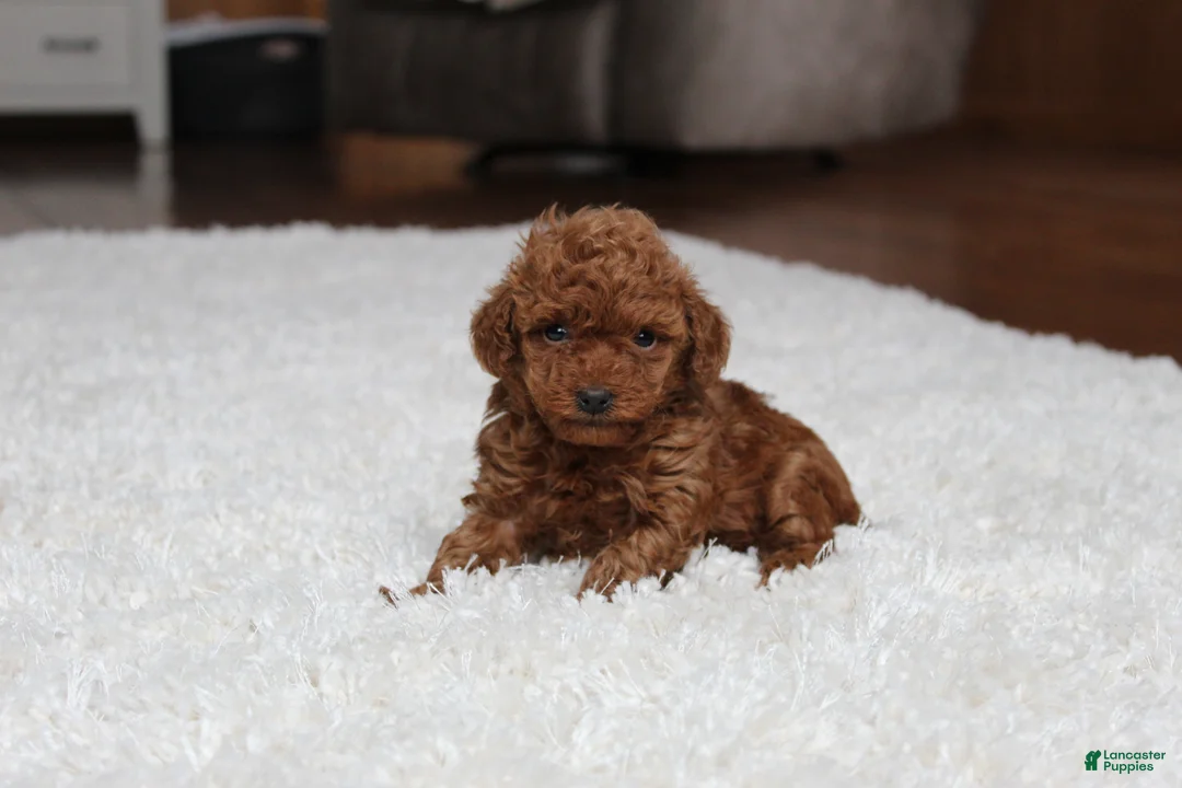 Toy Poodle dogs for sale: Teacup Allie - Ad 4