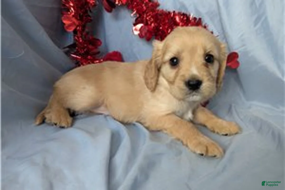Mixed Breed dogs for sale: Bailey - Ad 5