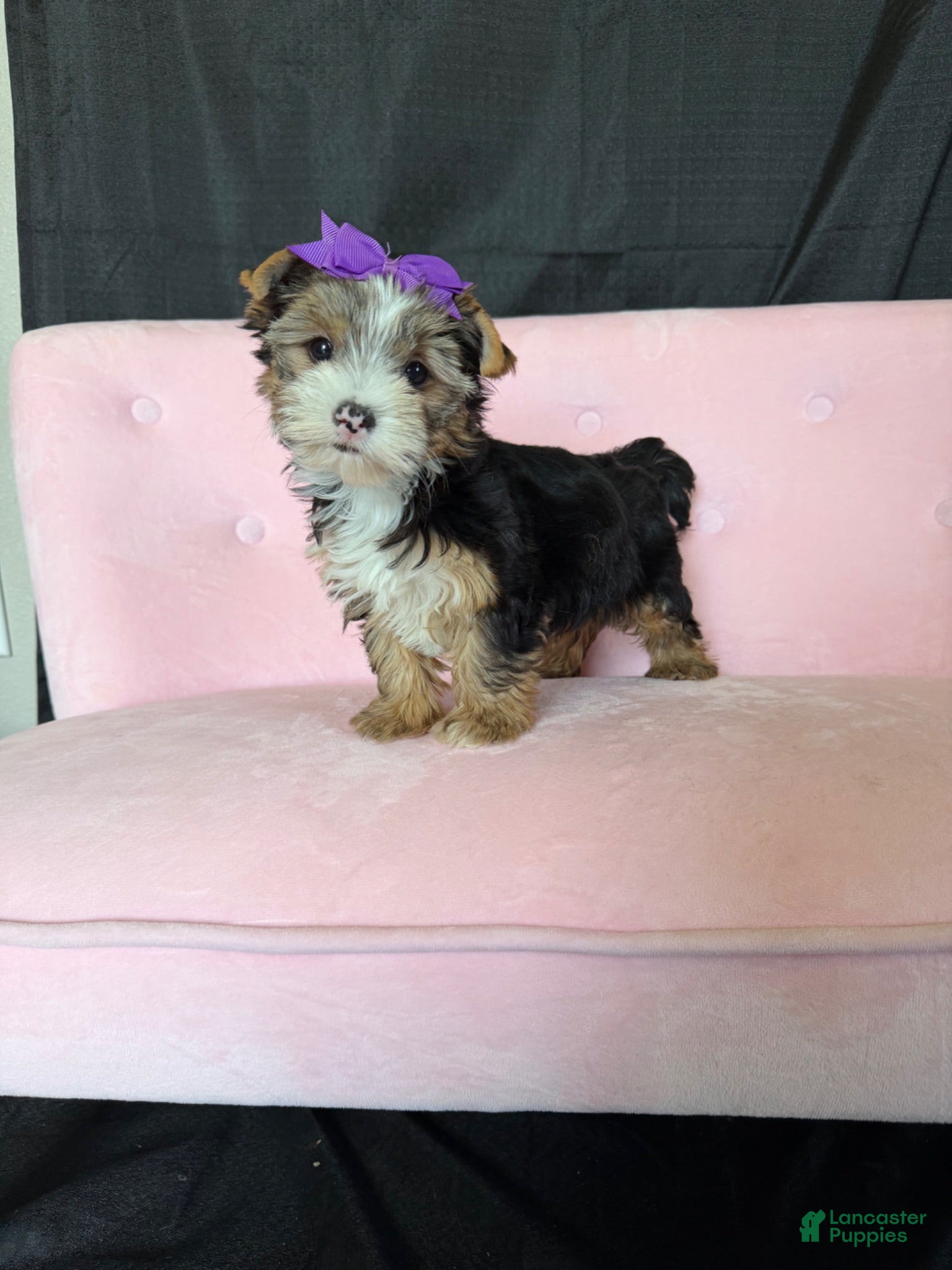 Yorkshire Terrier dogs Sweet Parti Girl Bambi - Ad 19