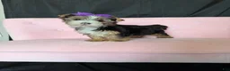 Yorkshire Terrier dogs for sale: Sweet Parti Girl Bambi - Ad 1